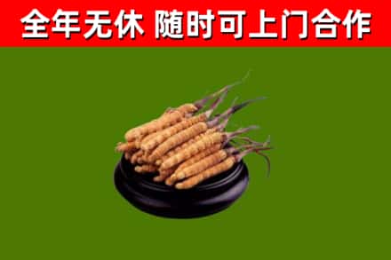 藤县区烟酒回收冬虫夏草.jpg
